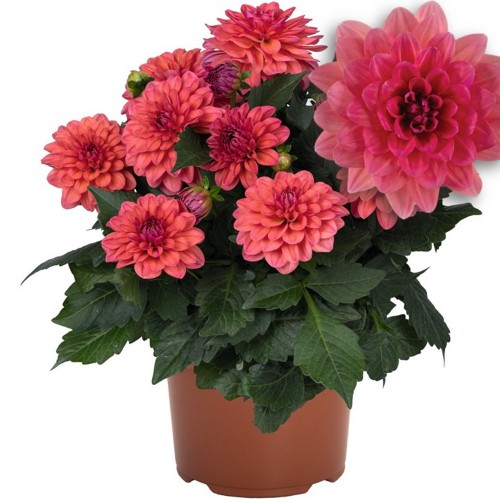 Dahlia hortensis 'Novation® Salmon' - Aeddaalia 'Novation® Salmon' P9/0,55L